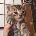 生後2週間♪超かわいい子猫ちゃん
