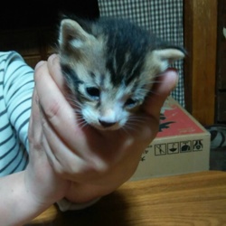 「親ばか日記。」サムネイル2