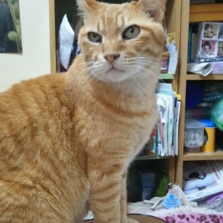 おっとり元気なおじいちゃん猫、里親募集中！