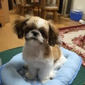 シーズー 子犬 里親募集 。募集一旦停止。