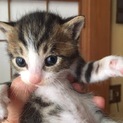 生後2週間♪超かわいい子猫ちゃん