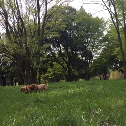 ピクニック