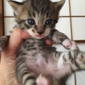 生後2週間♪超かわいい子猫ちゃん