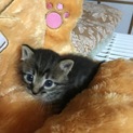 応募多数の為一時停止します