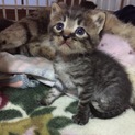 生後2週間♪超かわいい子猫ちゃん