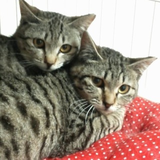 ☆キジトラ美人姉妹　キキ&ララ☆