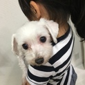 マルチーズ３歳の女の子 
