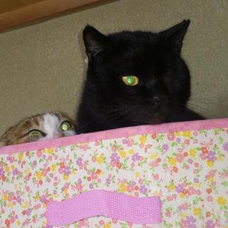 真黒な男　片目のジャック