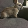 子ウサギの募集 サムネイル3