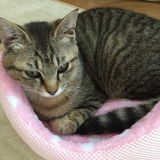 兄妹一緒に迎えてください！