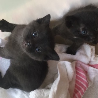 この子たちの家族になって下さい