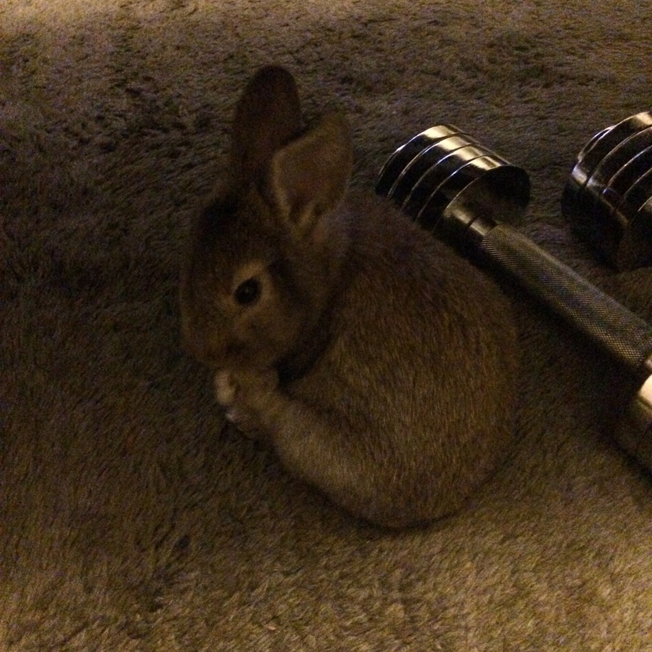 チョコのカバー写真