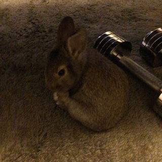 元気な人懐こいミニウサギの里親募集