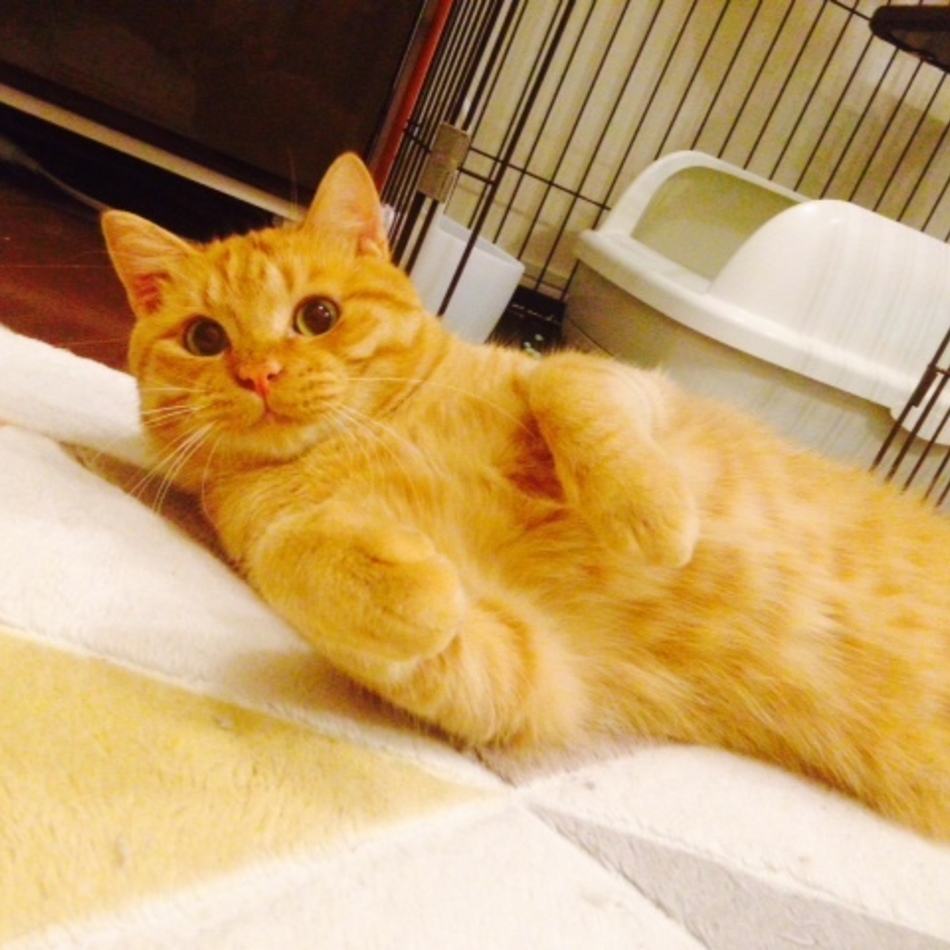 まことのカバー写真