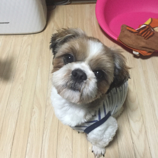 元気な３才♂（ジャスティン）