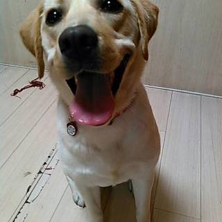元気いっぱい！愛らしいアイカ♀１歳半ラブラドール
