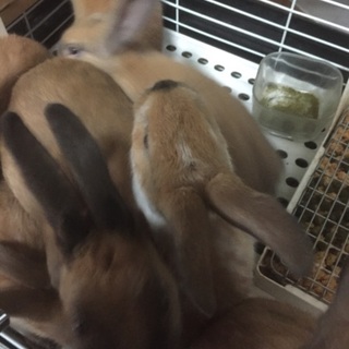 子ウサギの募集
