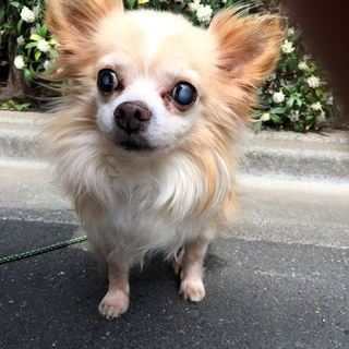 一生のご家族を見つけたいドノバンくん12歳〜