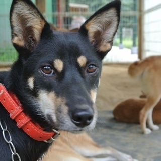 呼んだら走ってくる可愛い柴系MIXのノアちゃん