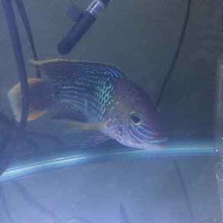 グリーンテラー 13cm