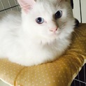 ふわふわの白猫です( ¨̮ )