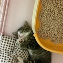 やんちゃなクルクル