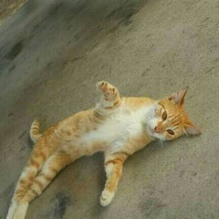 きいちゃんの家族になってください！