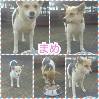 一時募集停止。まめ♀安心できる生活を...