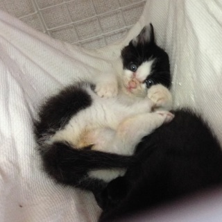 ぽっちゃり系ハチワレ男子