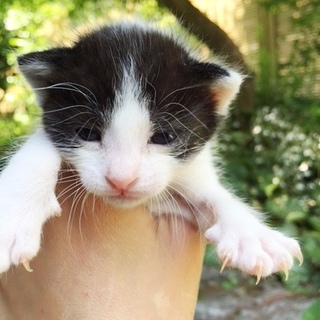 ★大和撫子・はち割れが可愛い女の子★