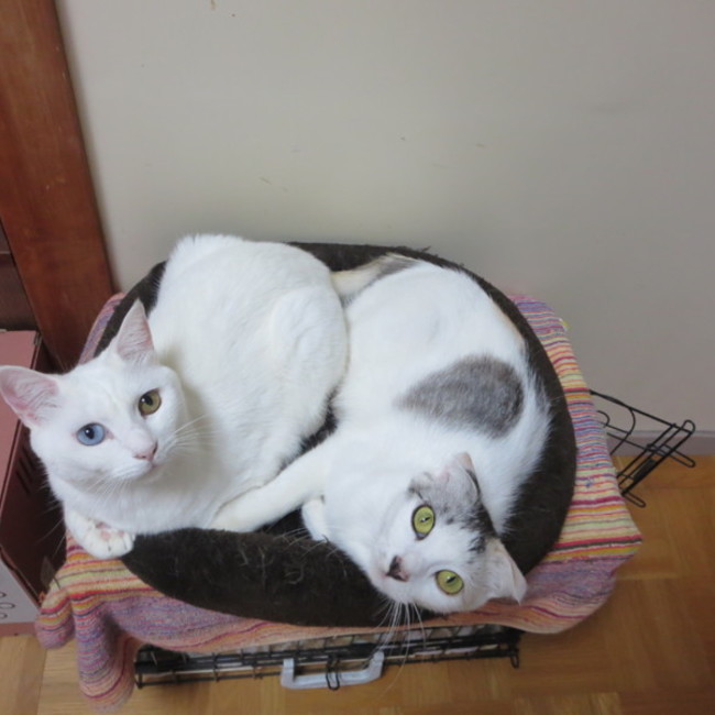 mimi0407のカバー写真