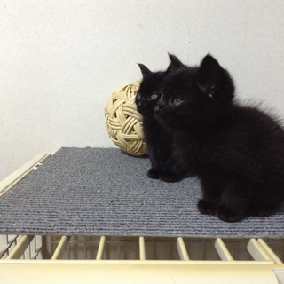 コロコロした黒猫の男の子、女の子