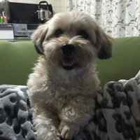 ぷーちゃん