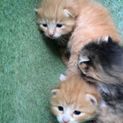 4月21日頃生まれの茶虎オス2匹