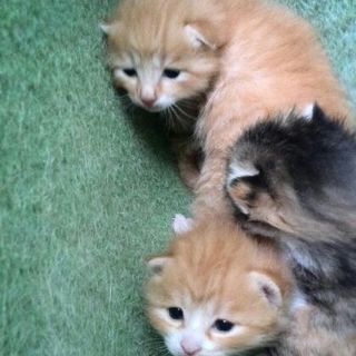 4月21日頃生まれの茶虎オス2匹