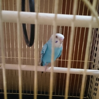 セキセイインコ！水色です。