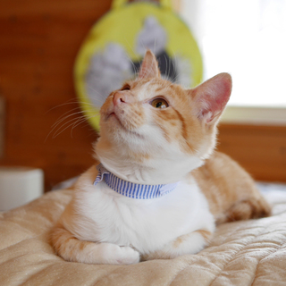 茶白くんの飼い主さま募集