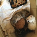家の床下で猫ちゃん生まれてました