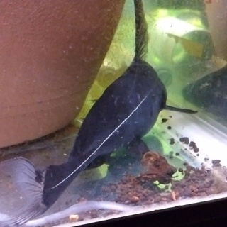 ｸﾗｳﾝﾛｰﾁ2匹、ﾚｯﾄﾞﾃｰﾙ2匹、ナマズ1匹