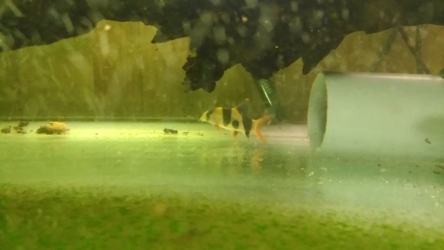 ｸﾗｳﾝﾛｰﾁ2匹、ﾚｯﾄﾞﾃｰﾙ2匹、ナマズ1匹 サムネイル2