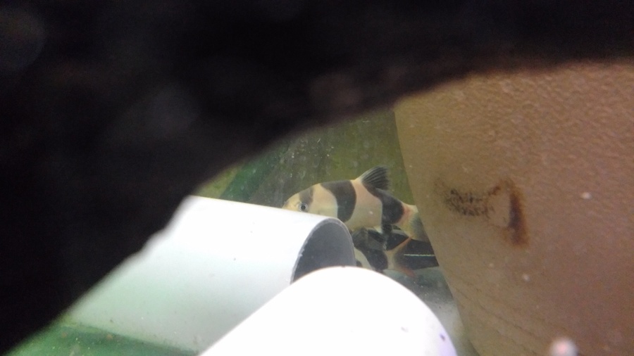 ｸﾗｳﾝﾛｰﾁ2匹、ﾚｯﾄﾞﾃｰﾙ2匹、ナマズ1匹 サムネイル3