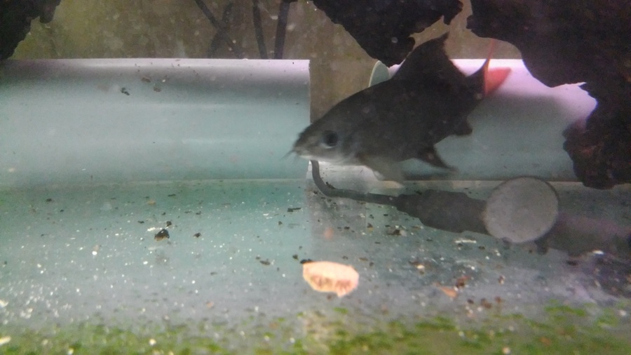 ｸﾗｳﾝﾛｰﾁ2匹、ﾚｯﾄﾞﾃｰﾙ2匹、ナマズ1匹 サムネイル4