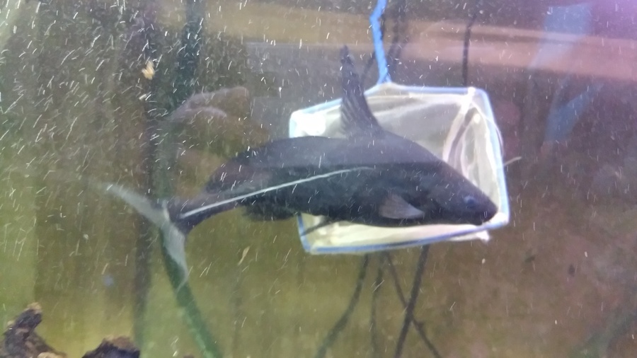 ｸﾗｳﾝﾛｰﾁ2匹、ﾚｯﾄﾞﾃｰﾙ2匹、ナマズ1匹 サムネイル5