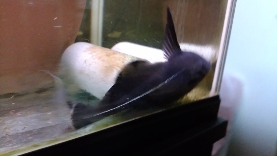 ｸﾗｳﾝﾛｰﾁ2匹、ﾚｯﾄﾞﾃｰﾙ2匹、ナマズ1匹 サムネイル6