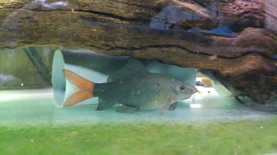 ｸﾗｳﾝﾛｰﾁ2匹、ﾚｯﾄﾞﾃｰﾙ2匹、ナマズ1匹 サムネイル7