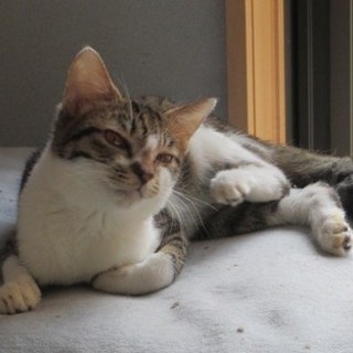 姫ちゃん　　家族募集中