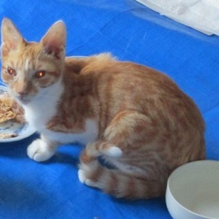 茶しろ　　　家族になってください