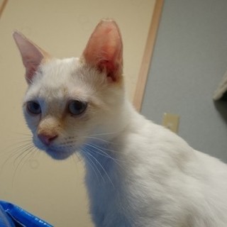 シロチビ　　やさしい家族に募集中