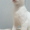 シロチビ　　やさしい家族に募集中 サムネイル2