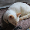 シロチビ　　やさしい家族に募集中 サムネイル3
